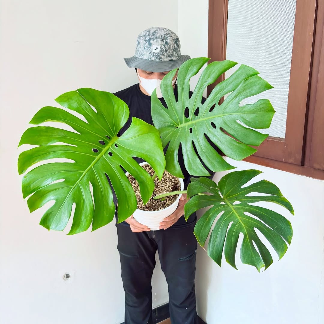 Monstera Deliciosa Green Beauty Large Size Real Picture