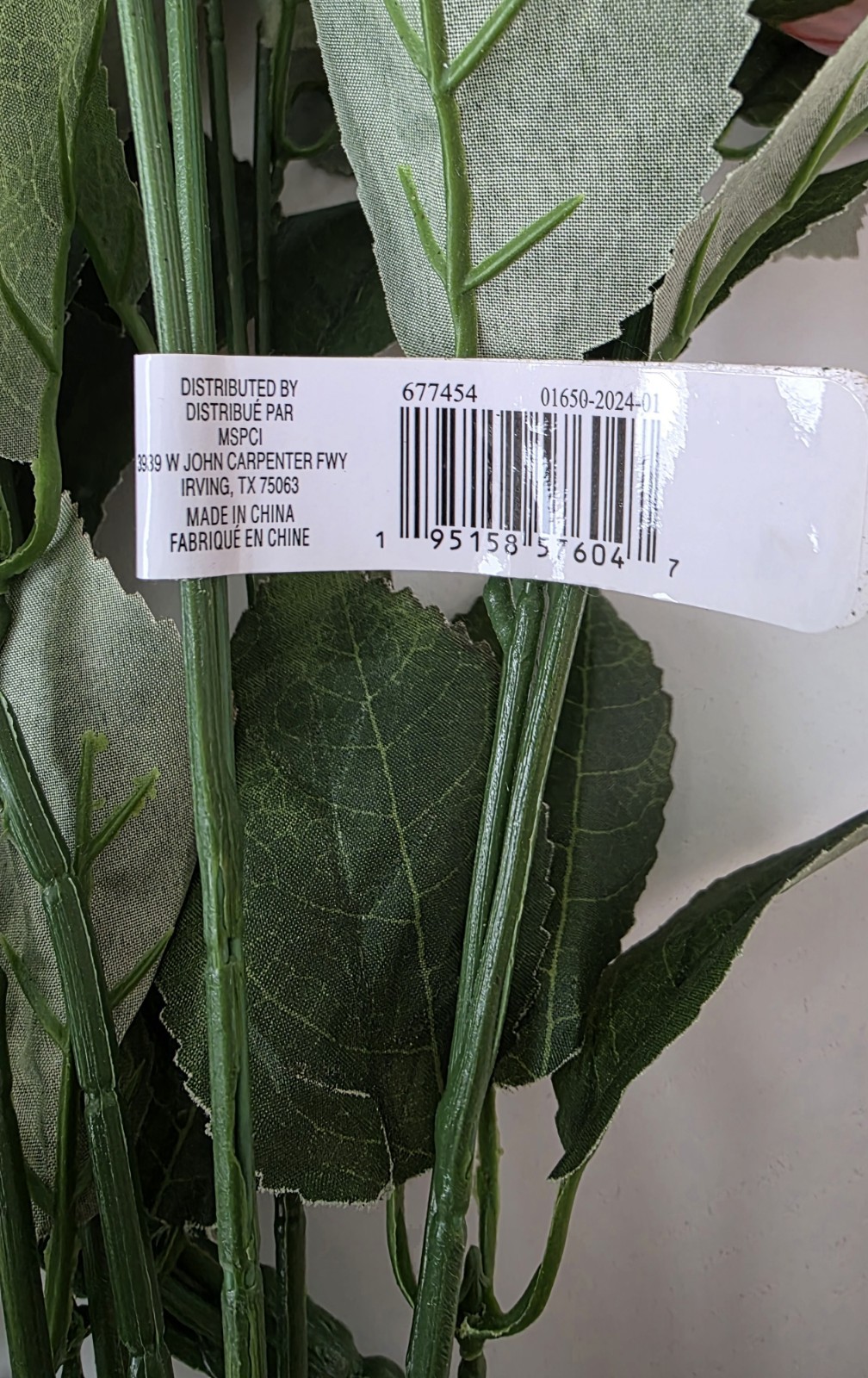 Ashland Rose Bush *Preowned, Gorgeous*