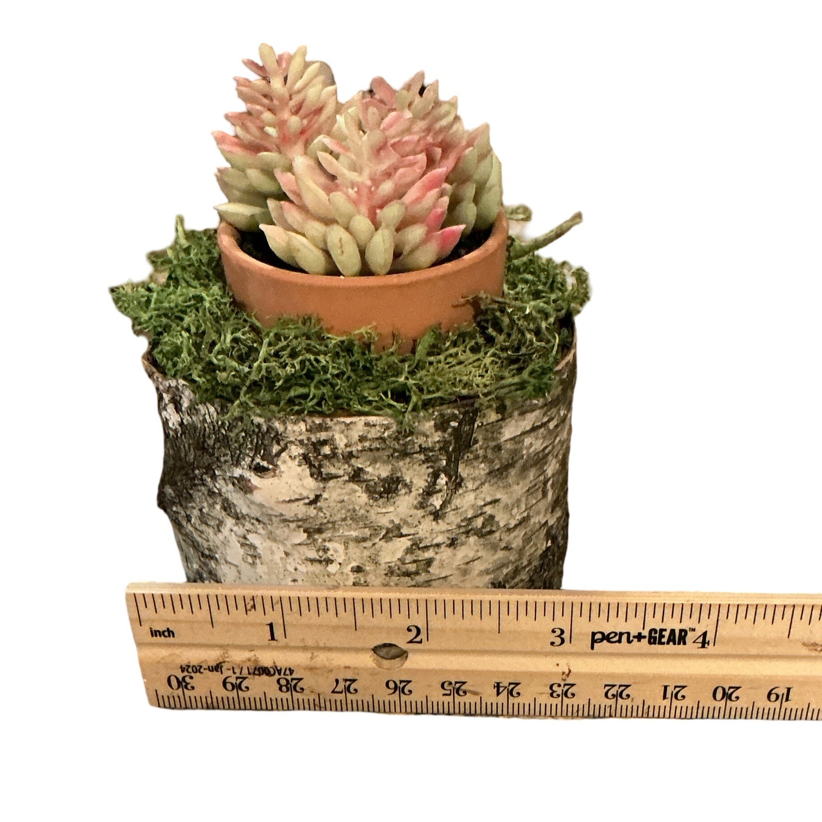 Rustic Artificial Succulent in Birch Log Base with Moss and Terracotta Pot