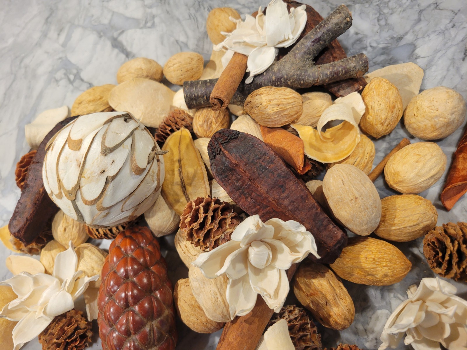 Pottery Barn Assorted Dried Nat. Wood Vase Filler, unique shapes, ivory and Tan