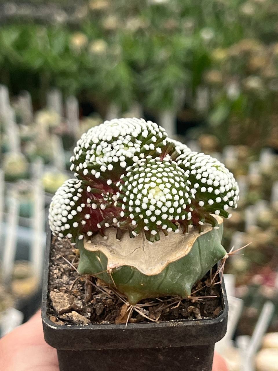 A42-2061 Mammillaria luethui, VM 1157, Las Norias, grafted, pot 5 cm