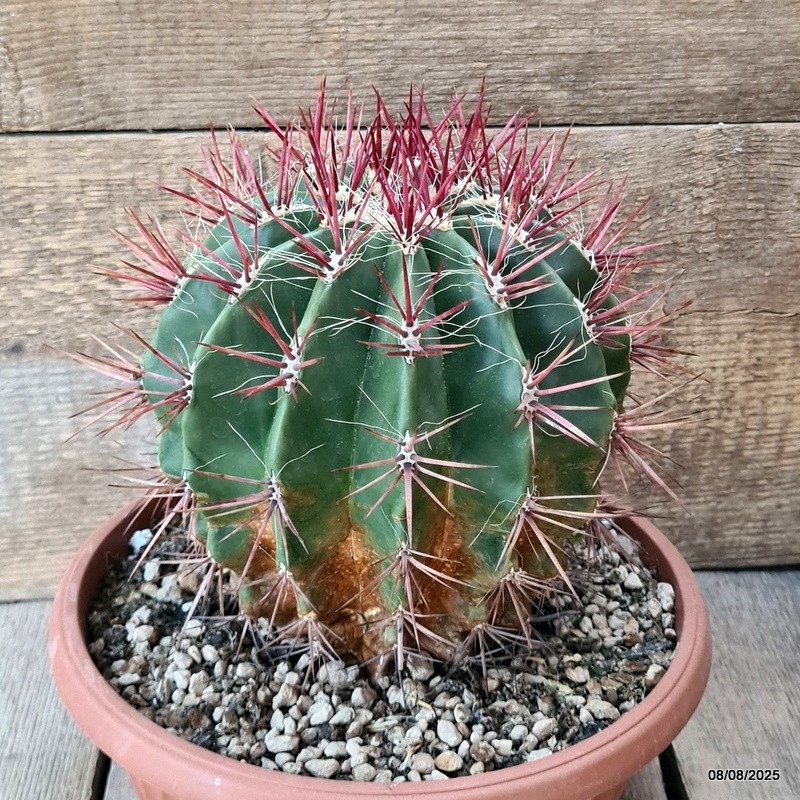 D5821 FEROCACTUS STAINESII pot24-H19-W18 cm MaMa Cactus