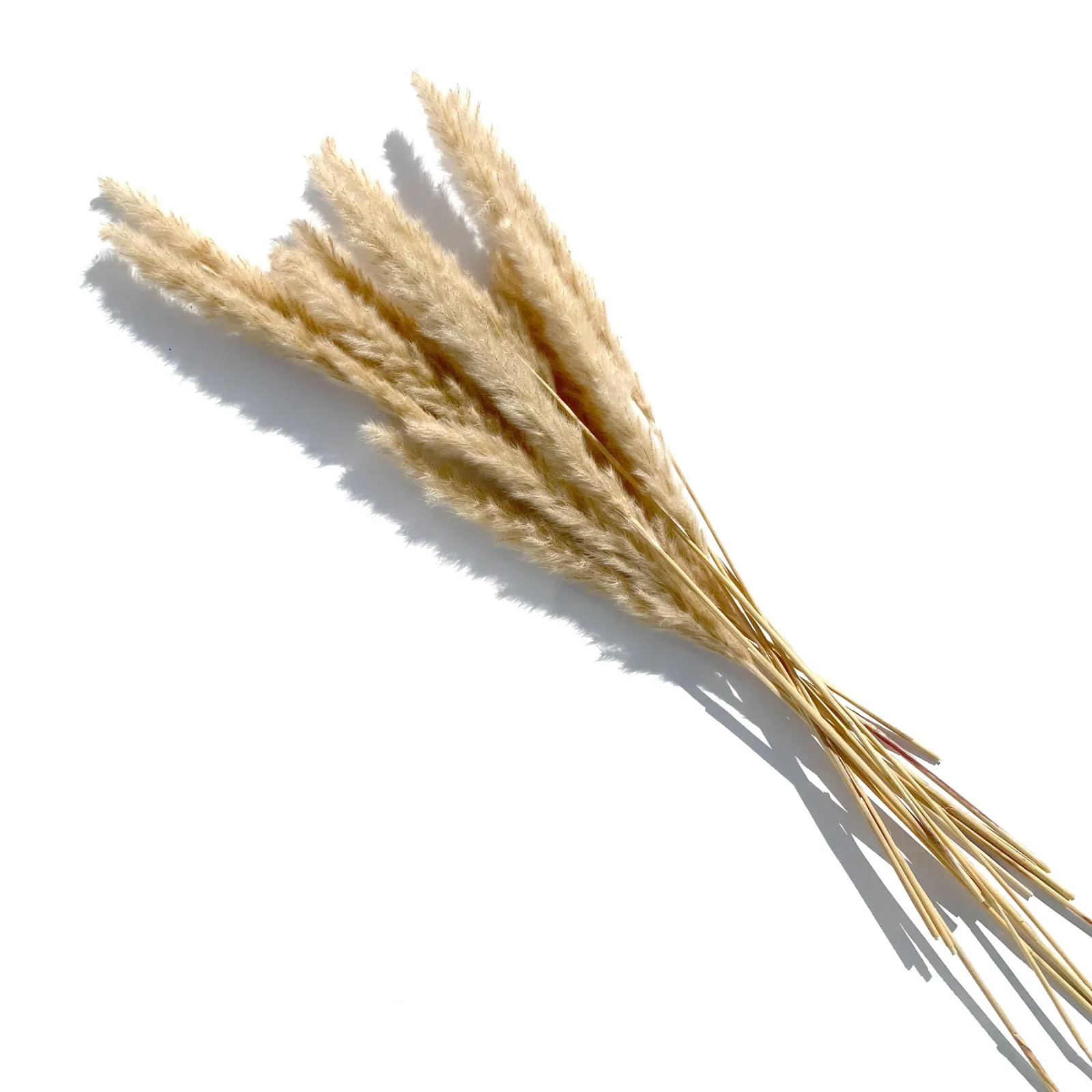 15 Stems Natural WhiteDried Pampas Grass – Fluffy Reed Grass for Home & Wedding