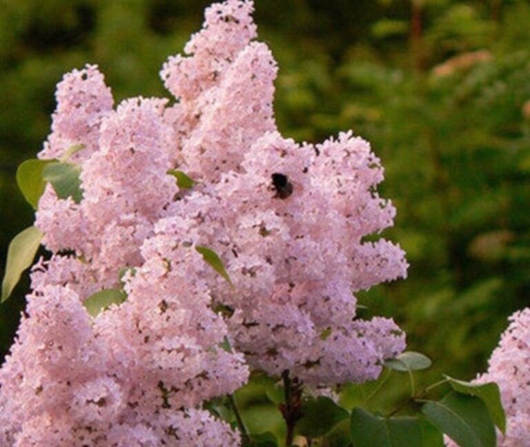 (10) LILAC SEEDS perennial flower rare exotic garden bed plant USA SELLER TRACK