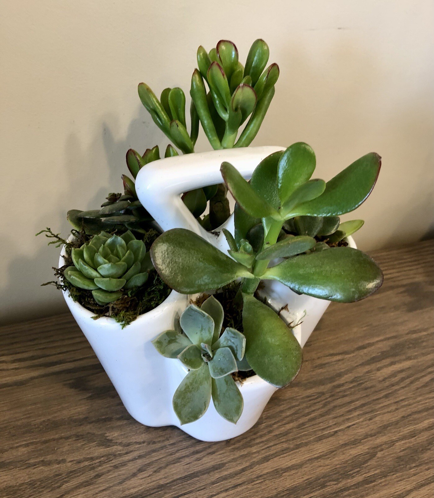 Live Potted Succulent Arrangement in Ceramic Tote Planter