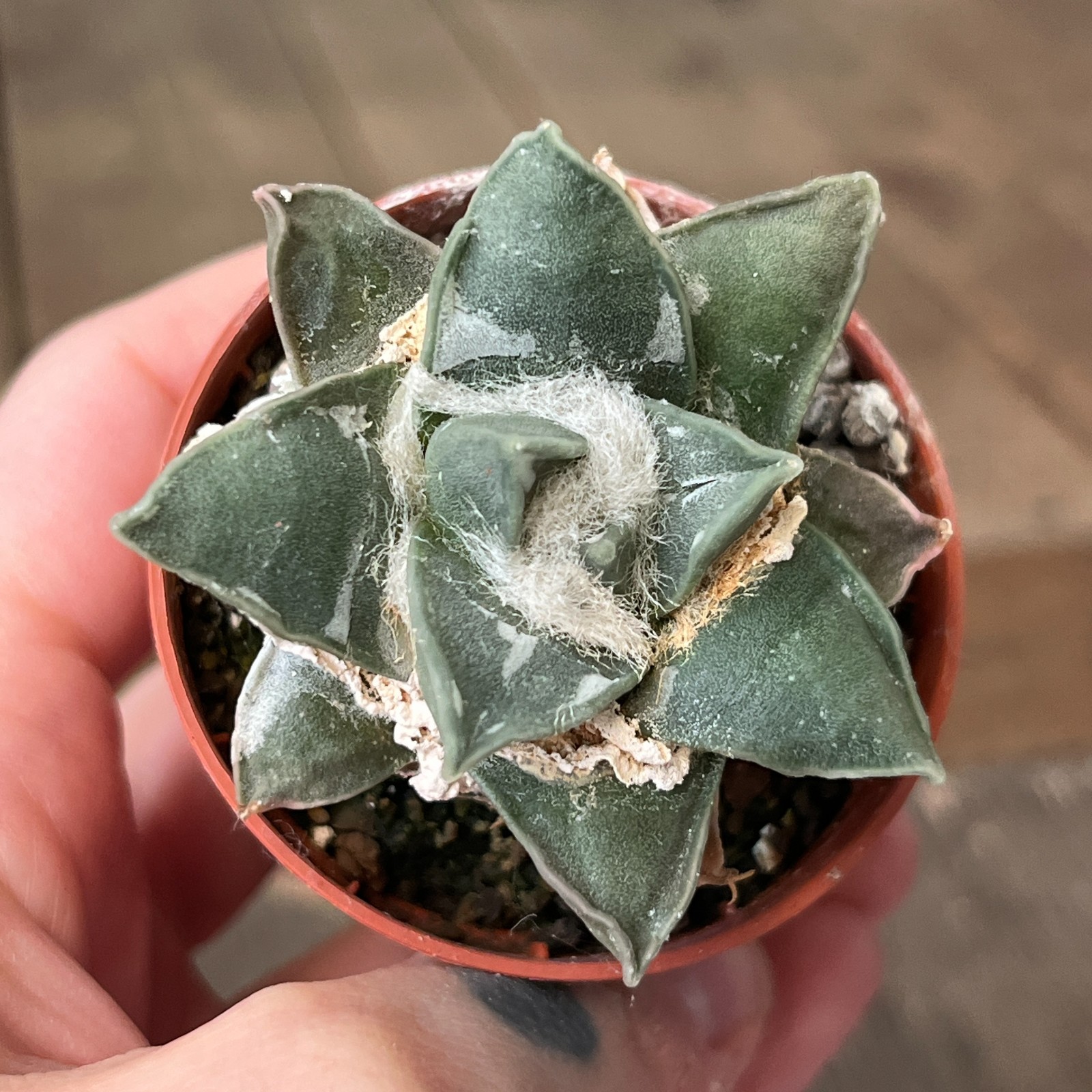 A22-536 Cactus retusus v. pulcherrimus VM1032, grafted