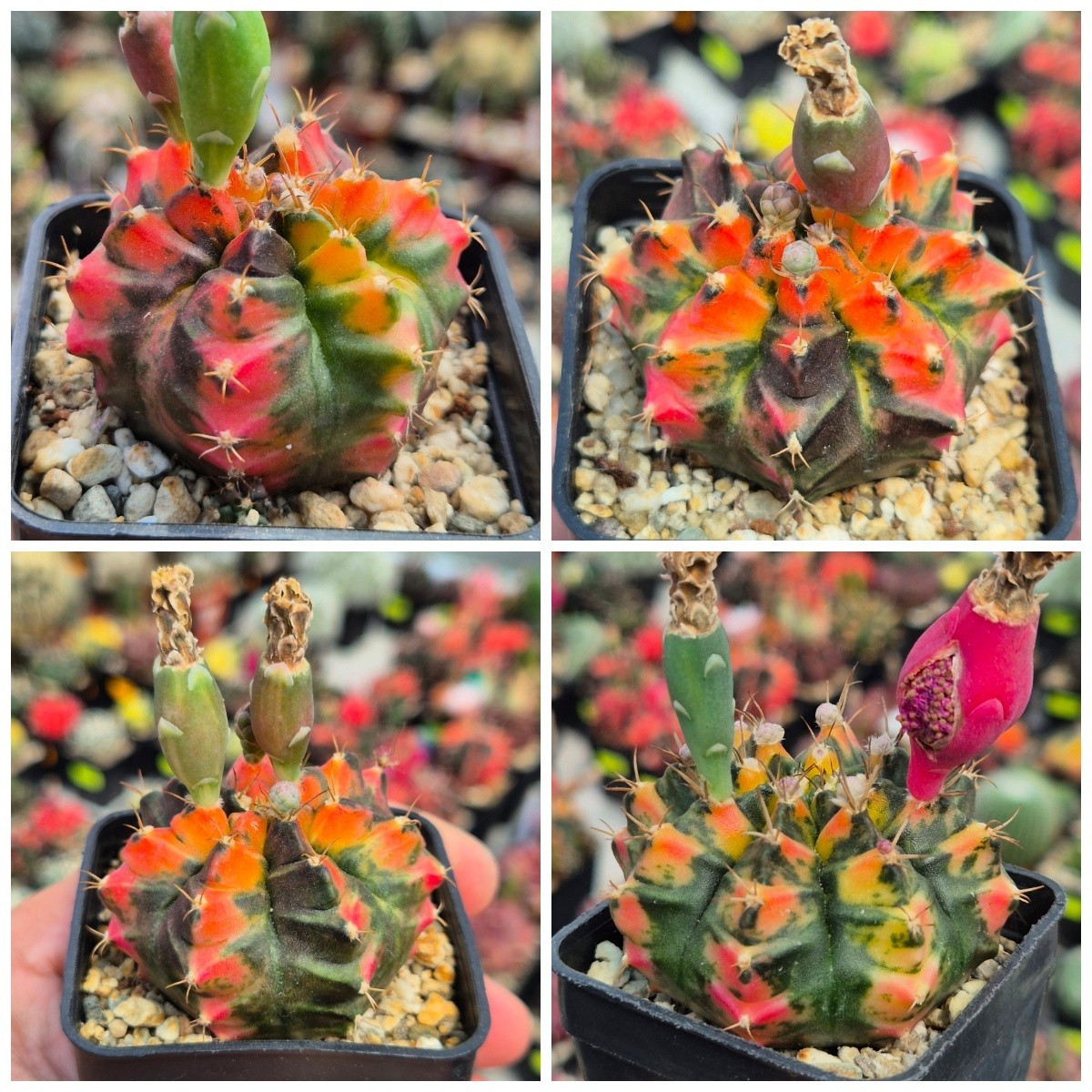 Gymnocalycium mihanovichii T3315 20seeds harvest 2025