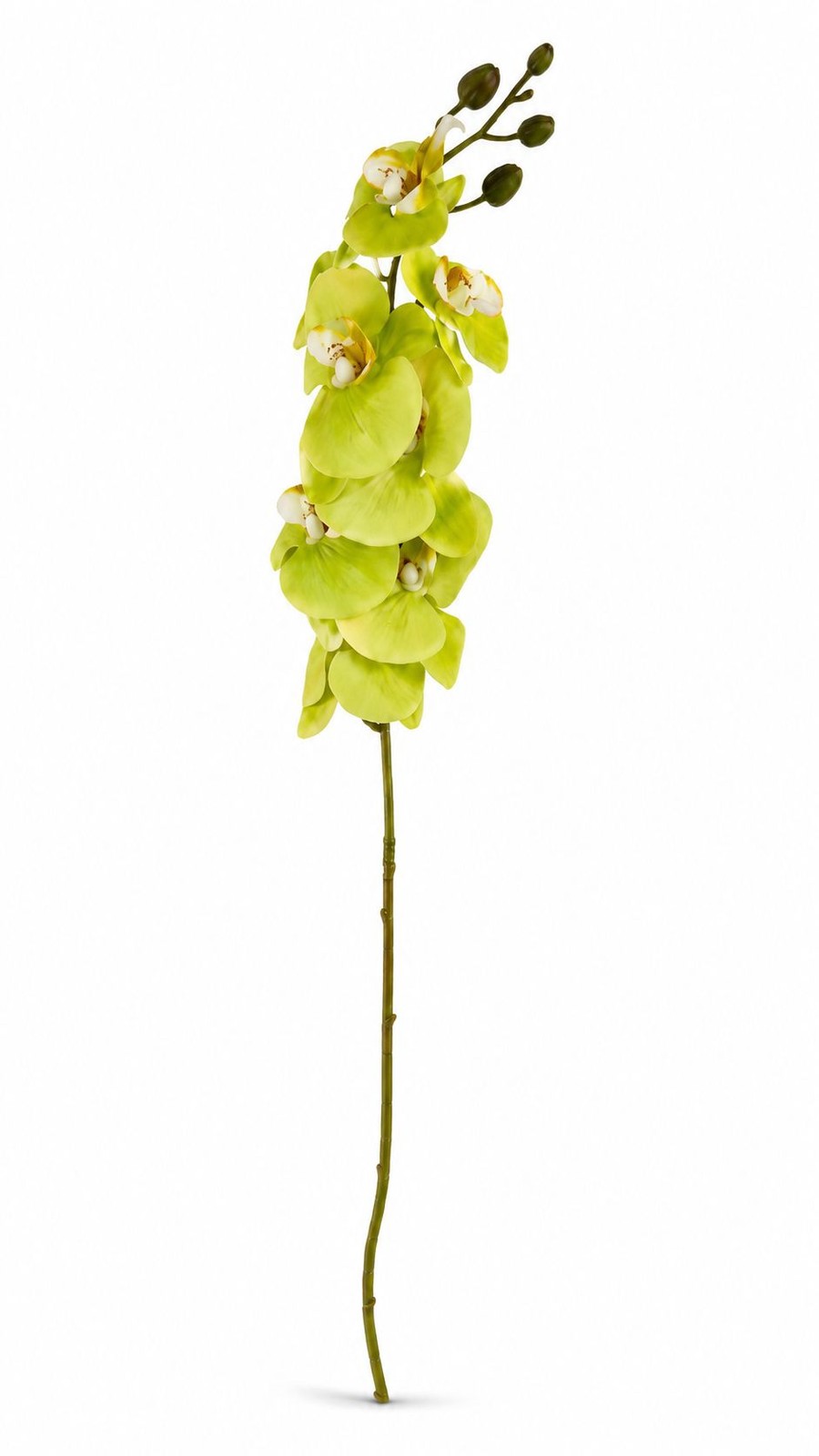 Real Touch Cymbidium Orchid Stem | Green Artificial Orchid | 31 Inch Faux Floral