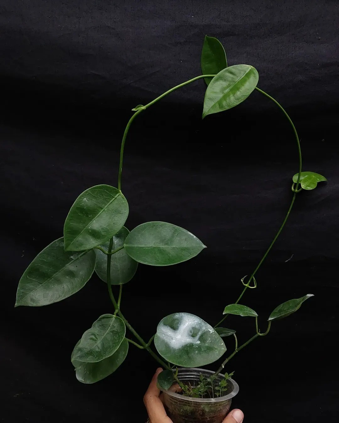 Hoya Sussuela Rare Tropical Wax Plant