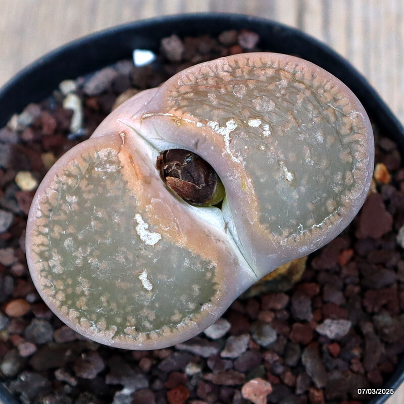 A6161 LITHOPS AUCAMPIAE pot 10 cm H 5 cm W 8 cm MaMa Cactus