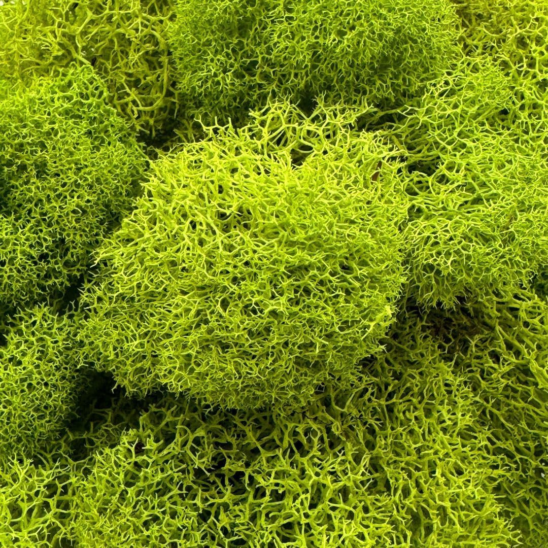 Preserved Reindeer Moss – Moss for Crafts, Home Decor, Art, Design & DIY Project