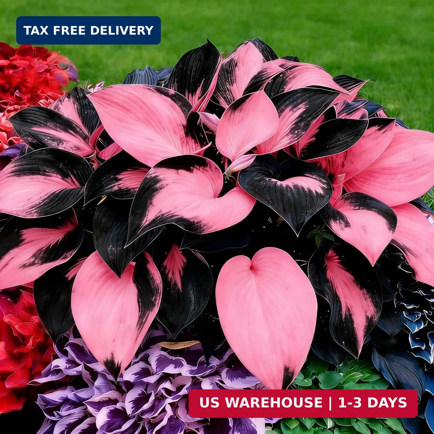 Hosta Seeds for Planting, 200+pcs Rare Perennial Hosta Flower Seeds, Non-GMO Hei