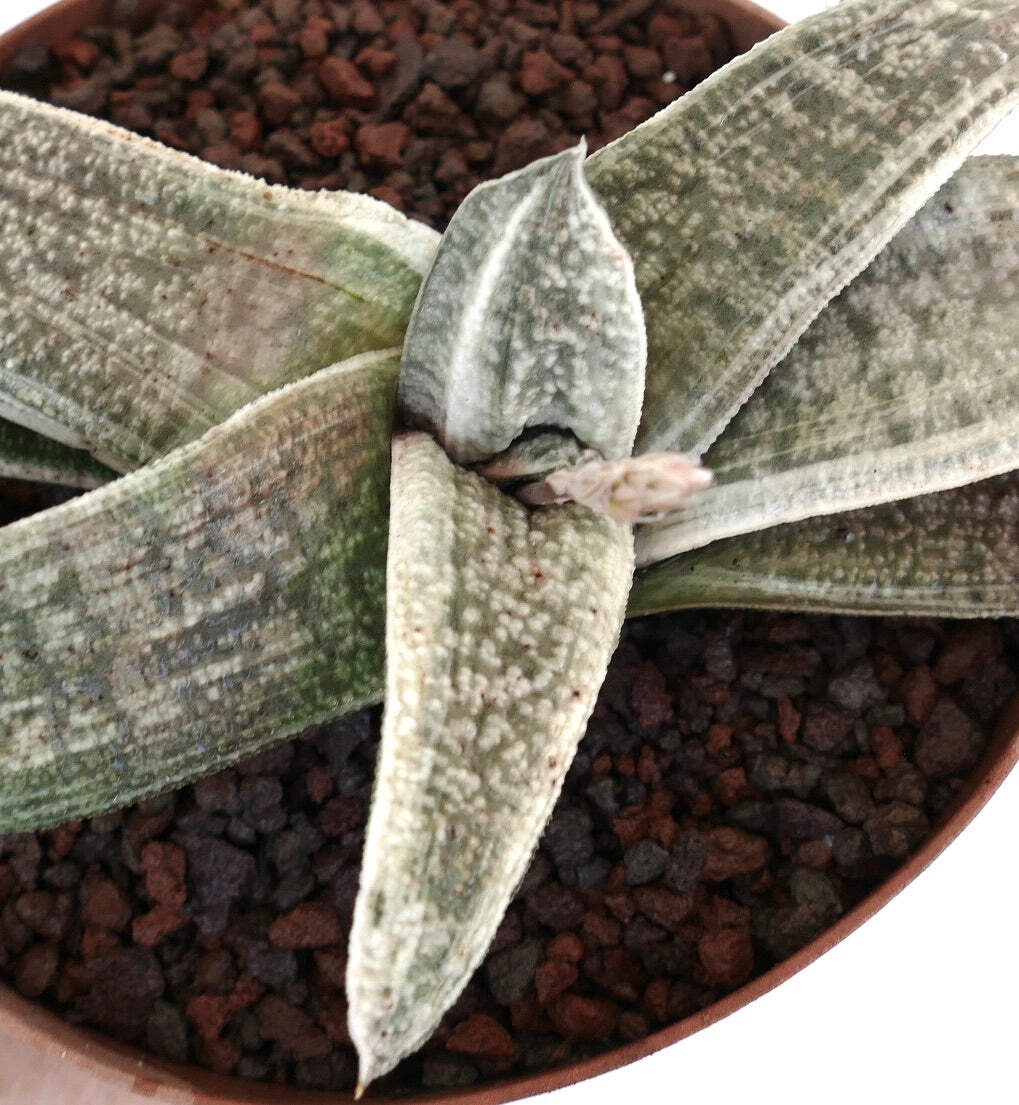 Gasteria batesiana VARIEGATED cv. ‘ White Carrara Marble’ – Bates’ gasteria | Ox