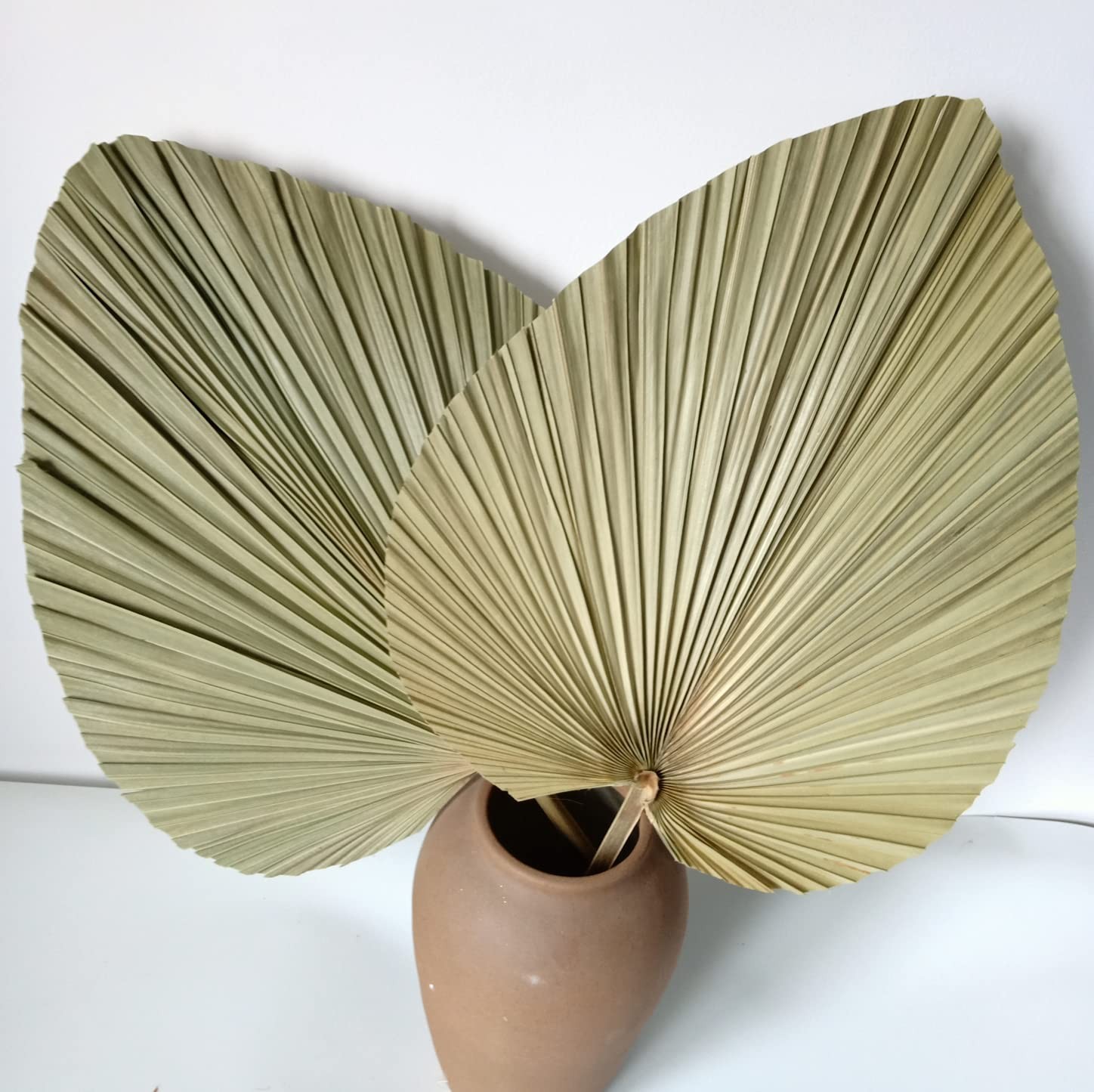 23″ H x 15″ W Giant Tropical Dried Palm Leaves Large Palm Fan Leaves for Wedd…