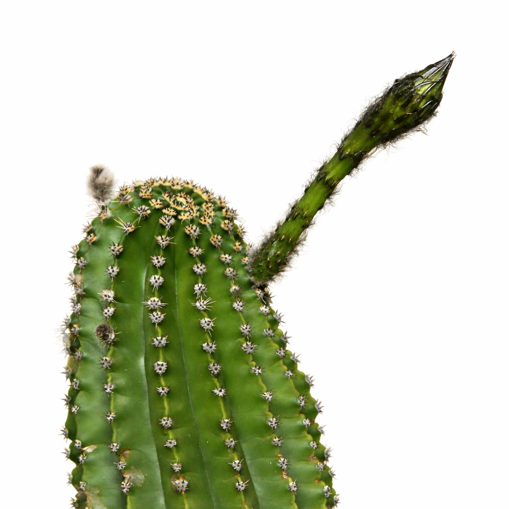 Echinopsis eyriesii SEEDS – Rare Cactus SEEDS