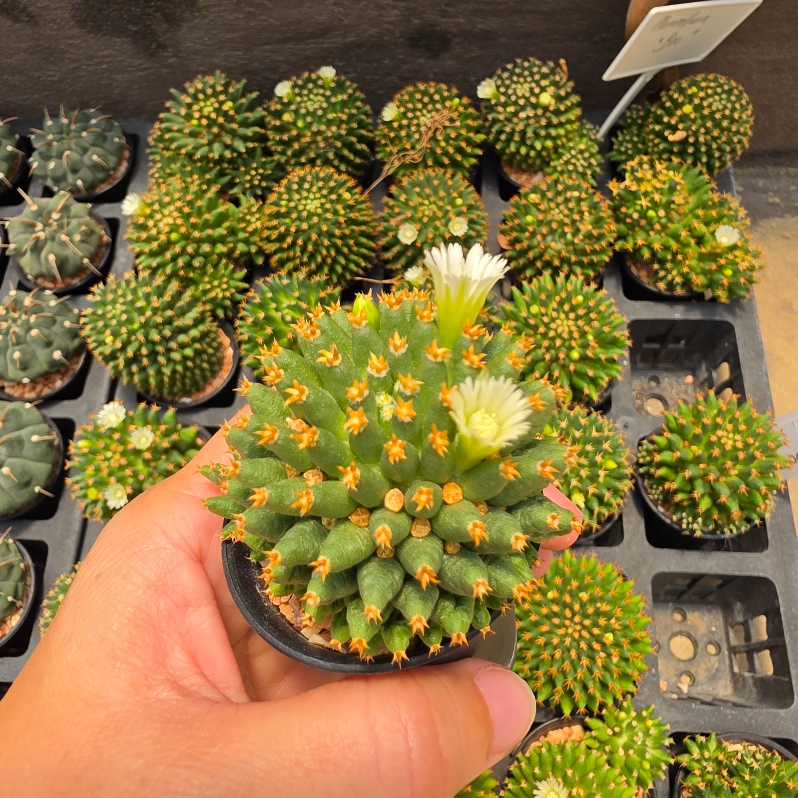 DE03: Mammillaria camptotricha cv. Bru