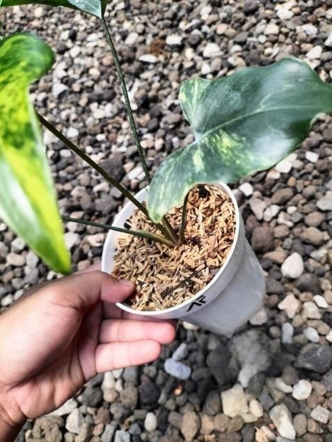 Philodendron African Fantasy Variegated Rare Tropical Plant