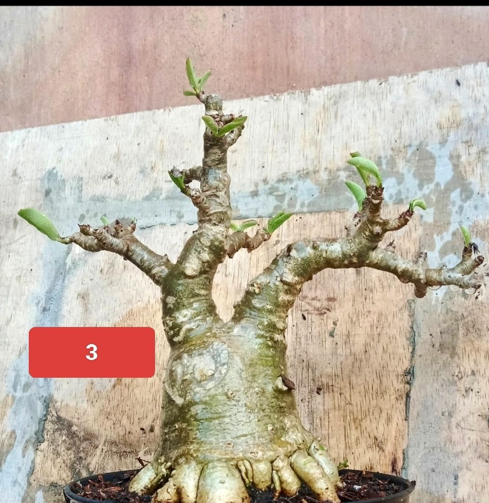 Wholesale 3 Adenium Cutting, RCN, Character, tropical plant,