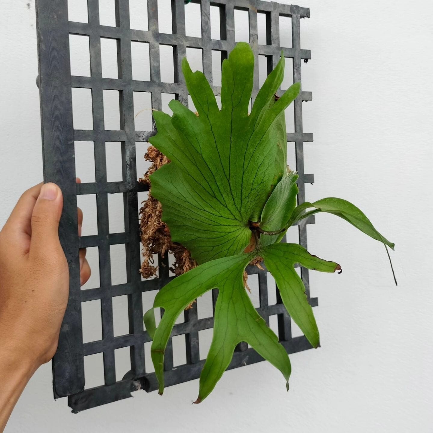 Platycerium Coronarium free Phytosanitary Cert