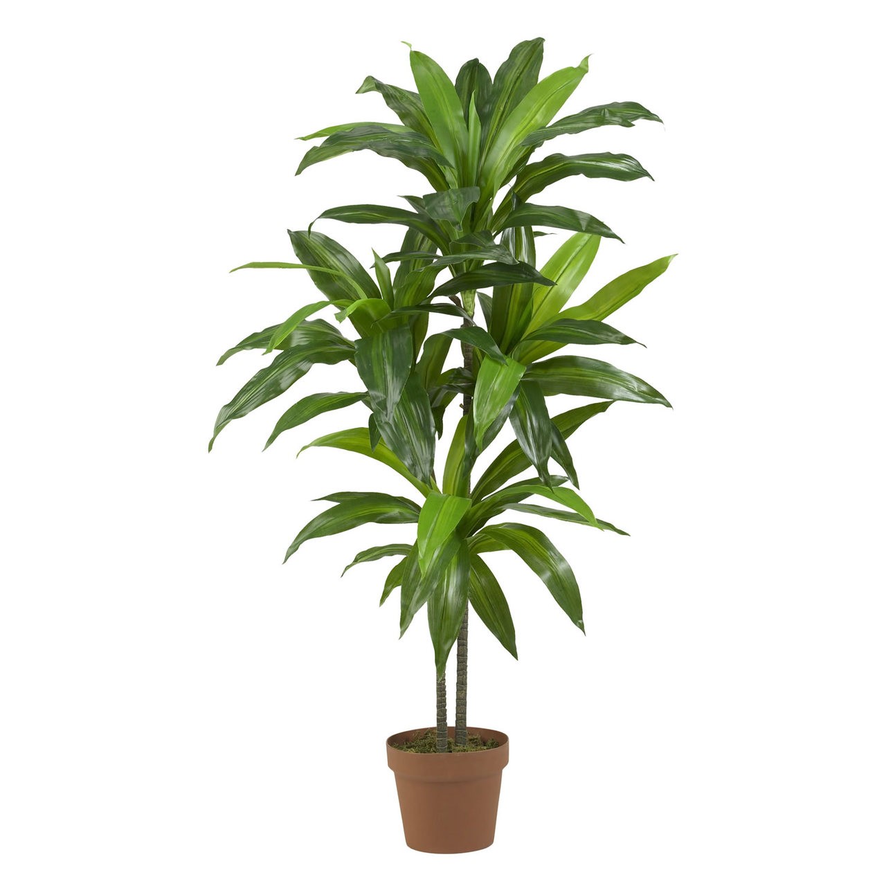 48″ Dracaena Silk Plant – (Real Touch)