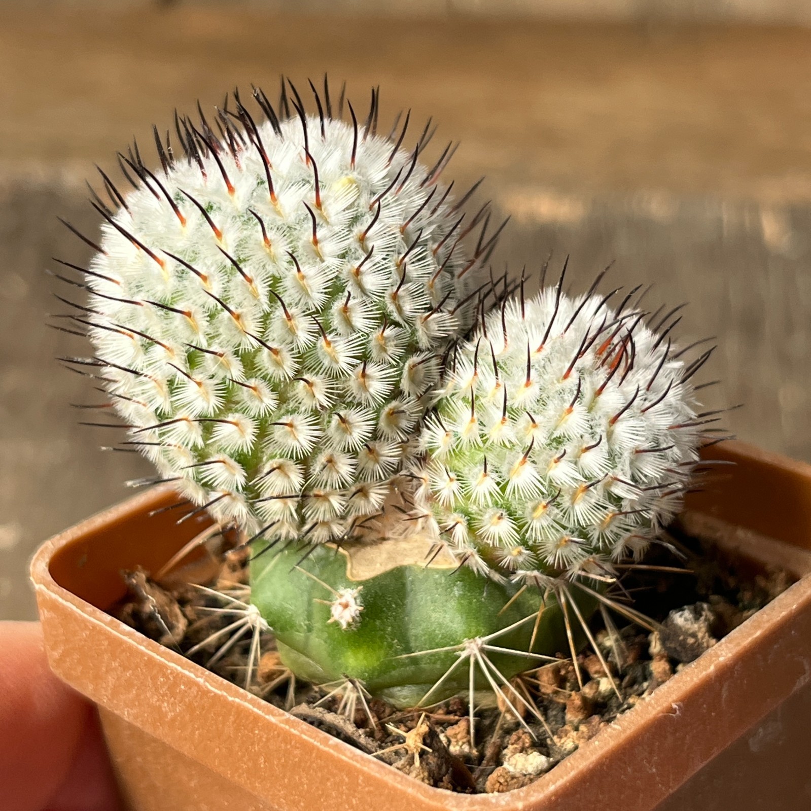 A36-785 Mammillaria andersoniana, grafted