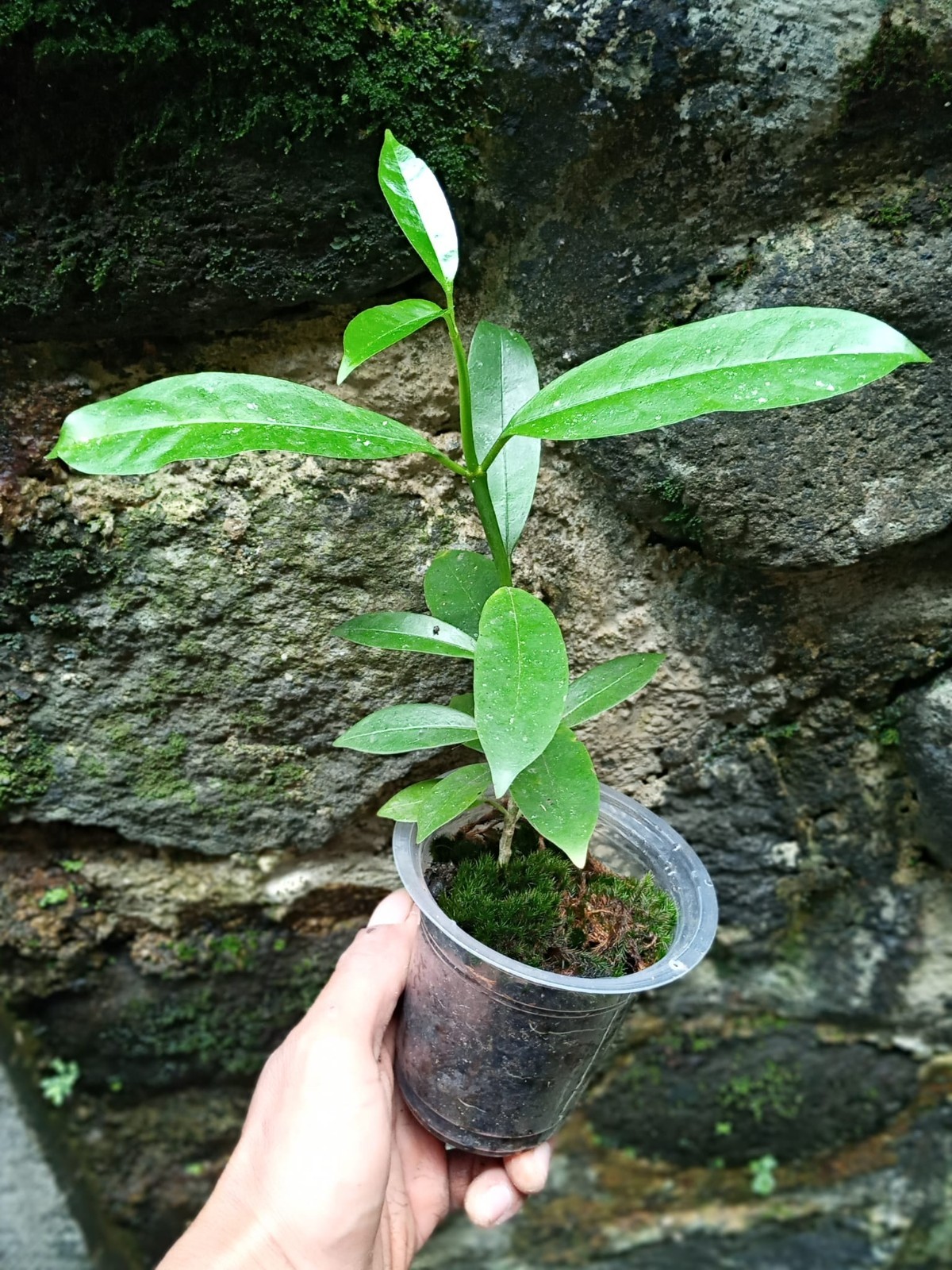 Hoya Multiflora Javanica Rare Tropical Wax Plant