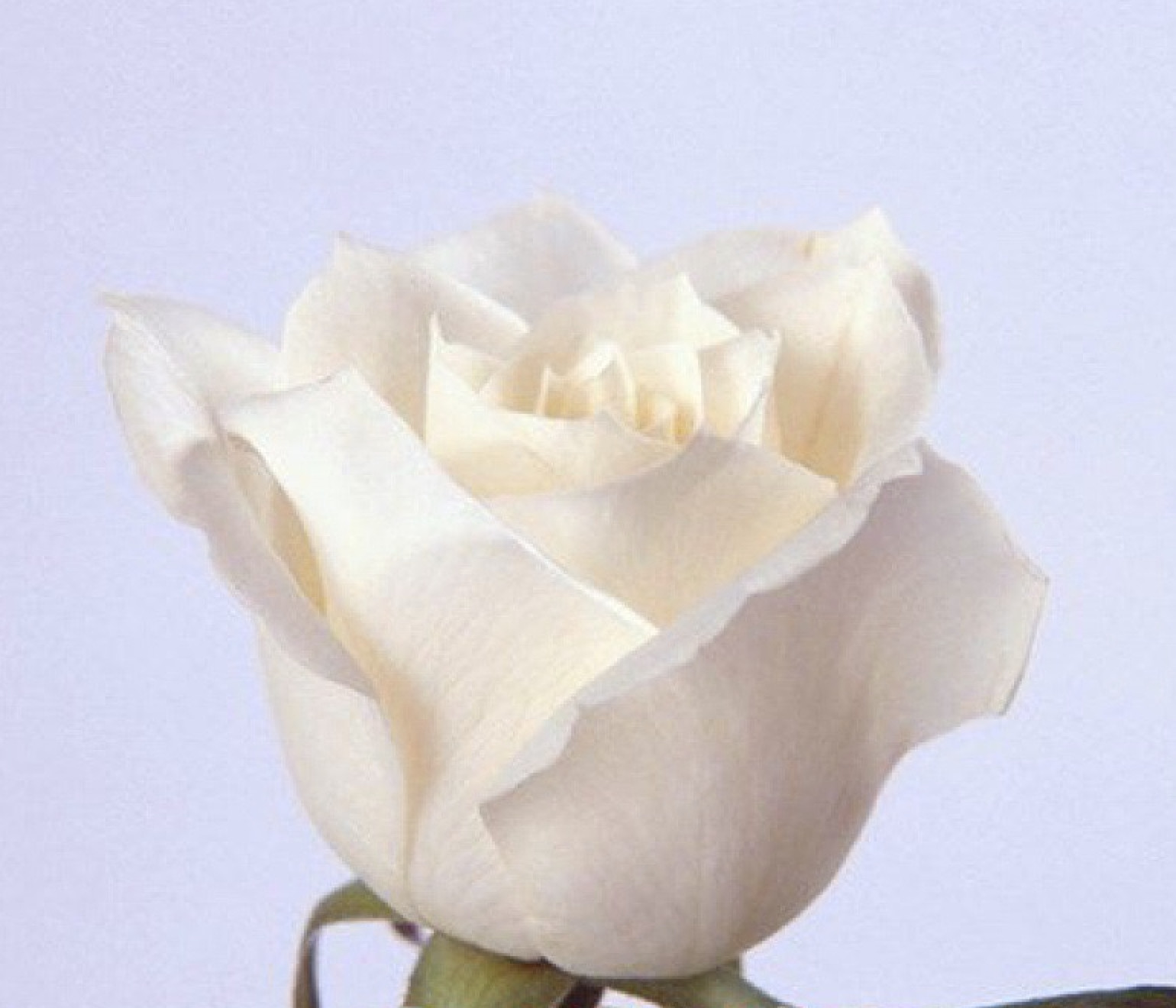 (10) CLASSIC ROSE SEEDS perennial flower garden plant bush tea USA SELLER TRACK