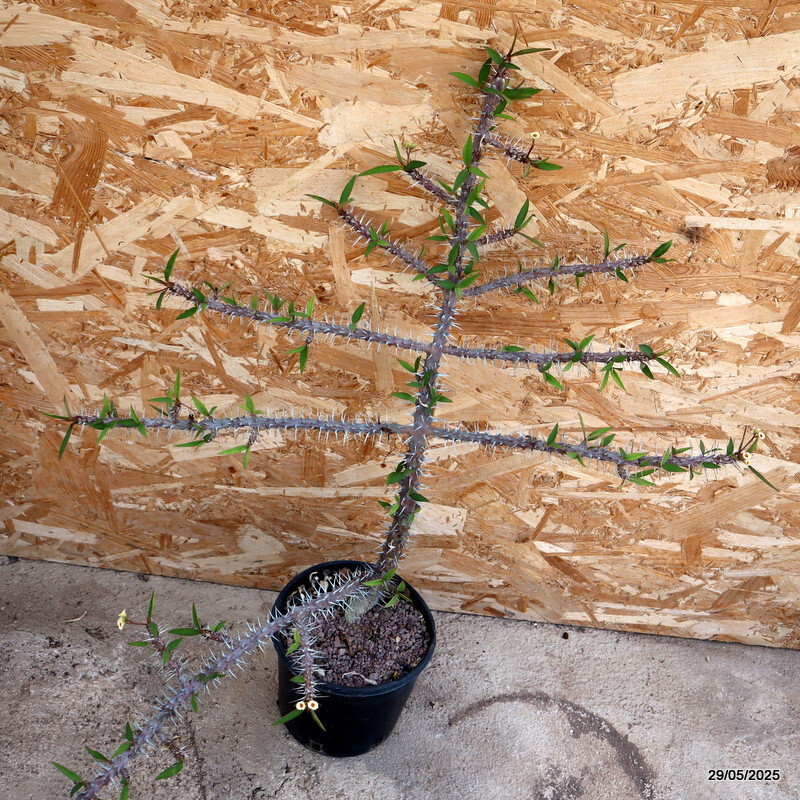 D4436 EUPHORBIA MILII pot16-H58-W59 cm MaMa Cactus