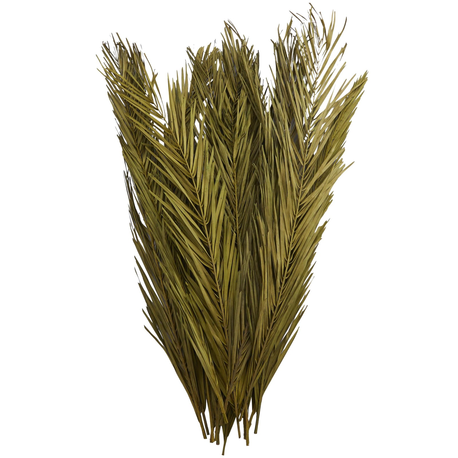 Dried Plant Palm Leaf Home Decor Natural Foliage Natural Dried Foliage with F…