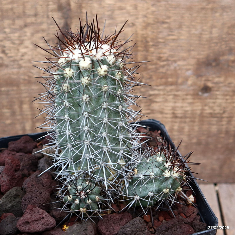 D3209 COPIAPOA COQUIMBANA TRAPIQUE pot14-H13-W11 cm MaMa Cactus