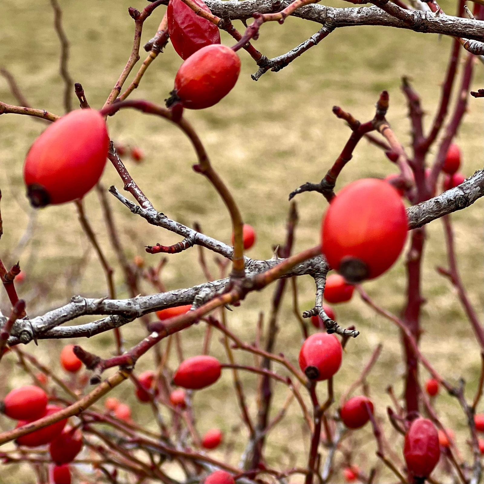 Rosa canina SEEDS – Dog rose | Wild rose