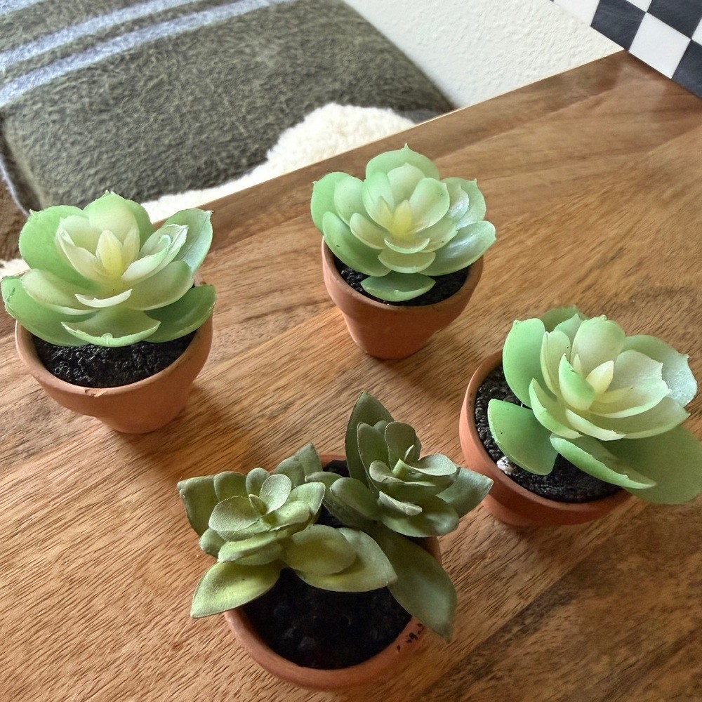 Set of new small decor succulent plant 4 qty table top home accent mini event