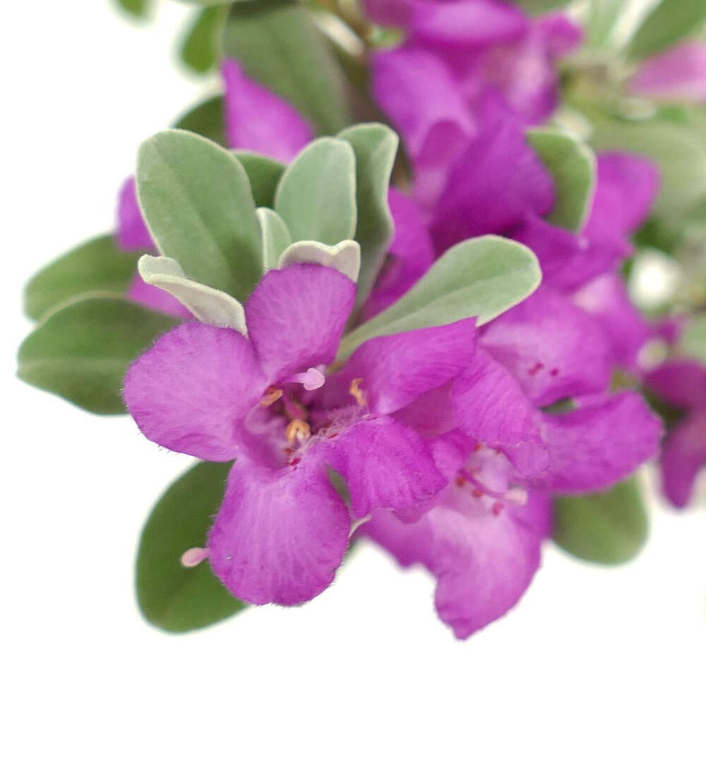Leucophyllum frutescens – Texas Sage | Barometer Bush