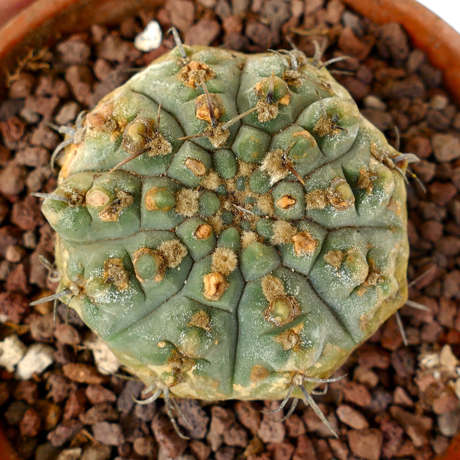 Gymnocalycium vatteri 2km SOUTH-EAST of Cordoba, ARGENTINA OLD PLANT CF2