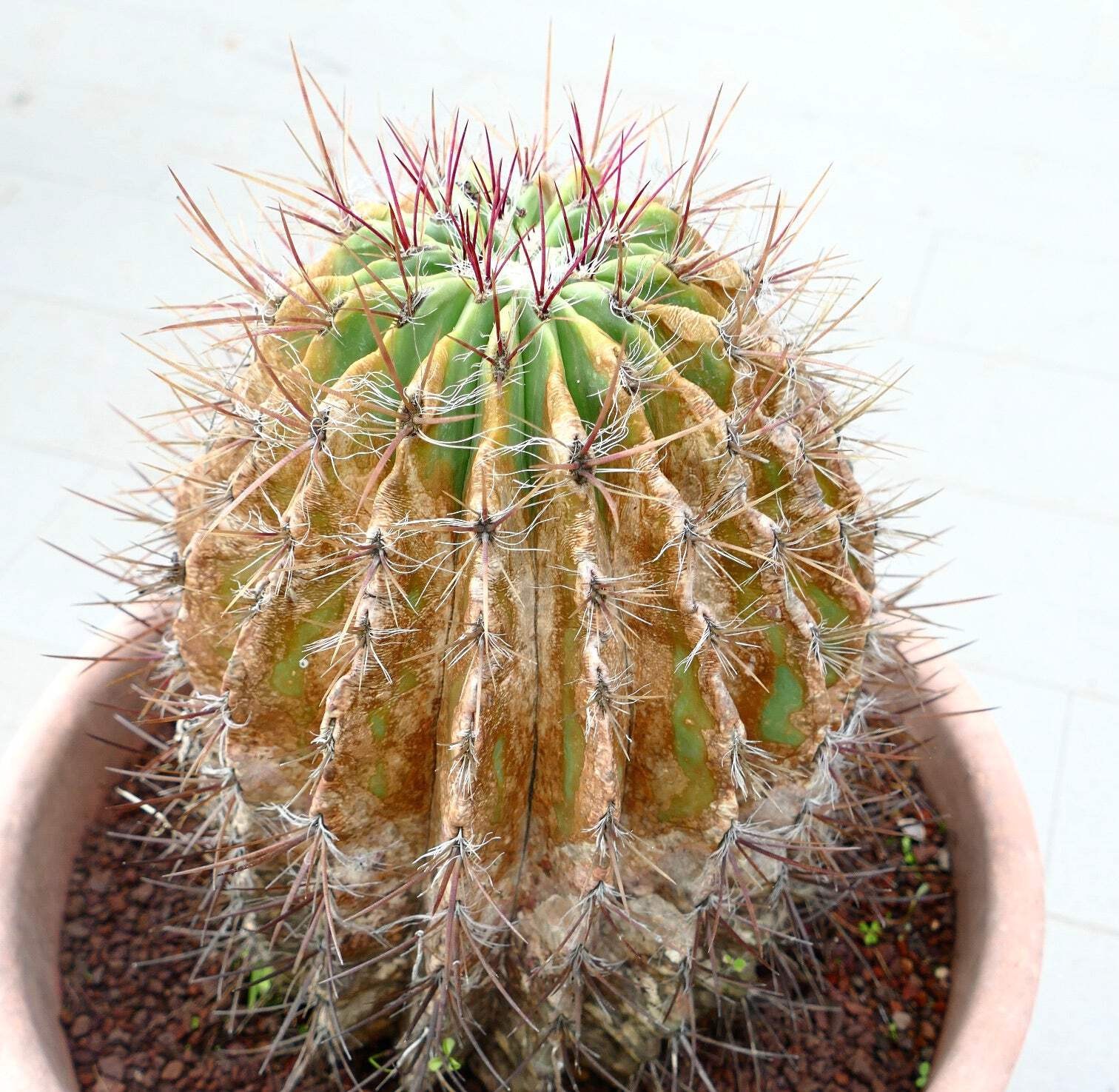 Ferocactus pilosus OLD SPECIMEN 17x24cm – Mexican fire barrel | Red barrel cactu