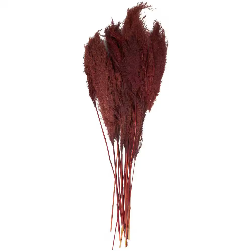 43 In. Pampas Grass Natural Foliage with Long Stems (1 Bundle)