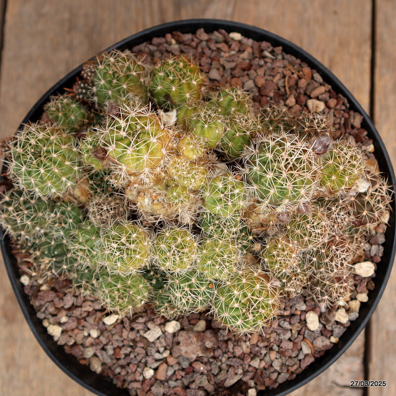 A9963 GYMNOCALYCIUM SP. pot18-H11-W19 cm MaMa Cactus
