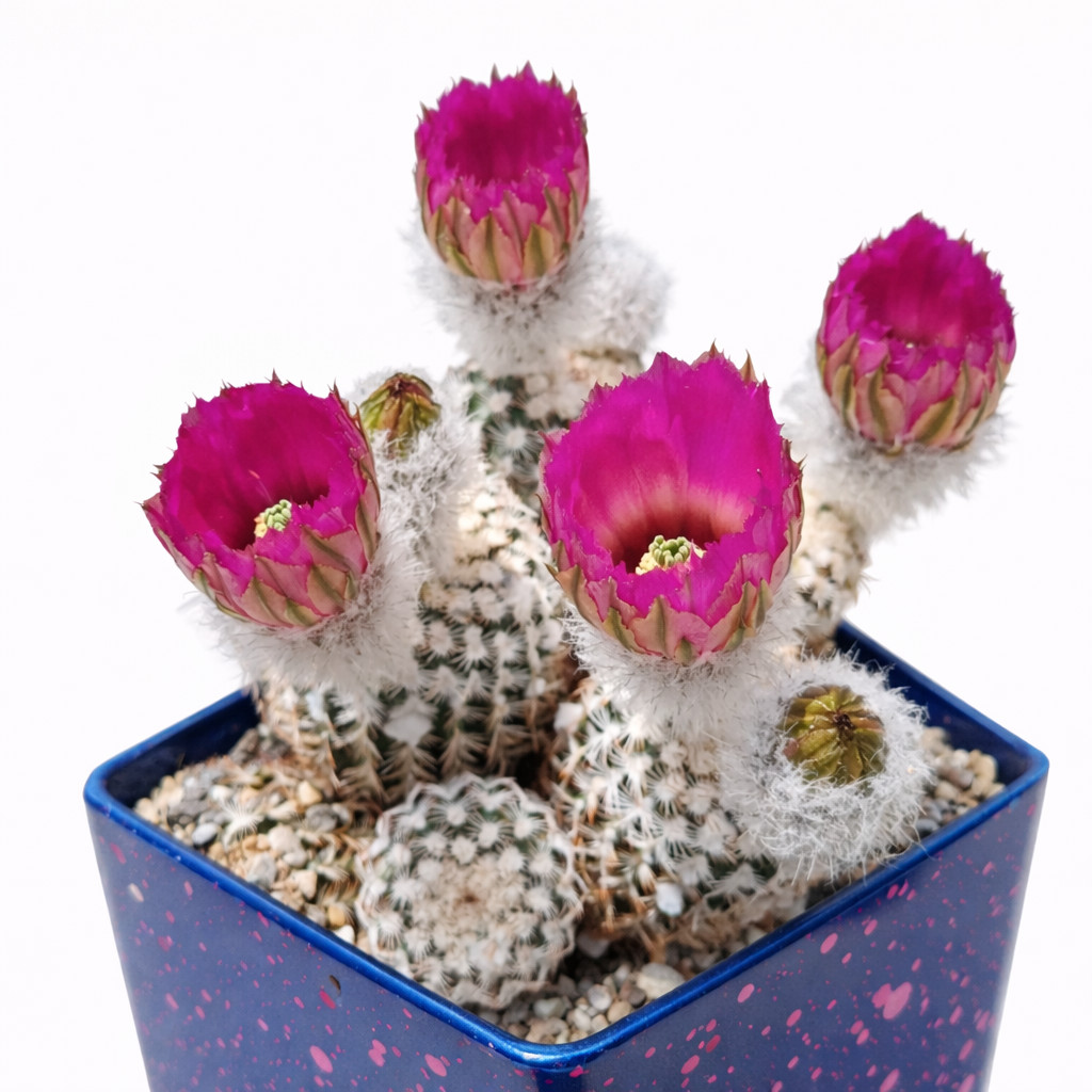 Echinocereus reichenbachii 10 SEEDS – Rare Cactus SEEDS