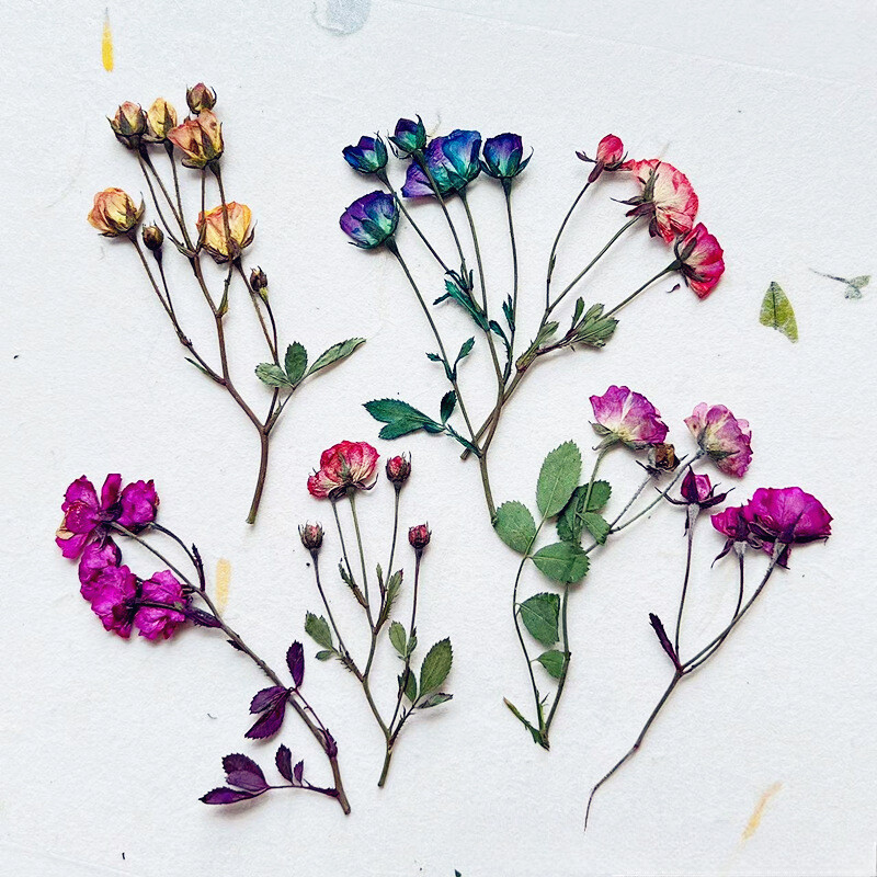 12pcs Handmade Dried Rose with Many Buds Natural Flower Specimen Plant Materials