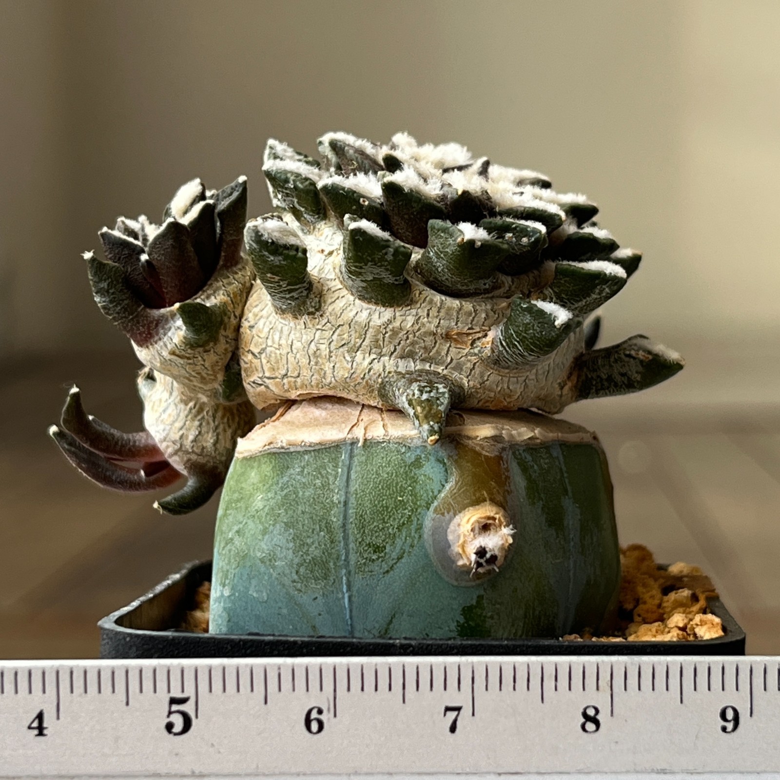 A33-258 Cactus kotschoubeyanus, VM526, S. Lucio Blanco, Coah, grafted