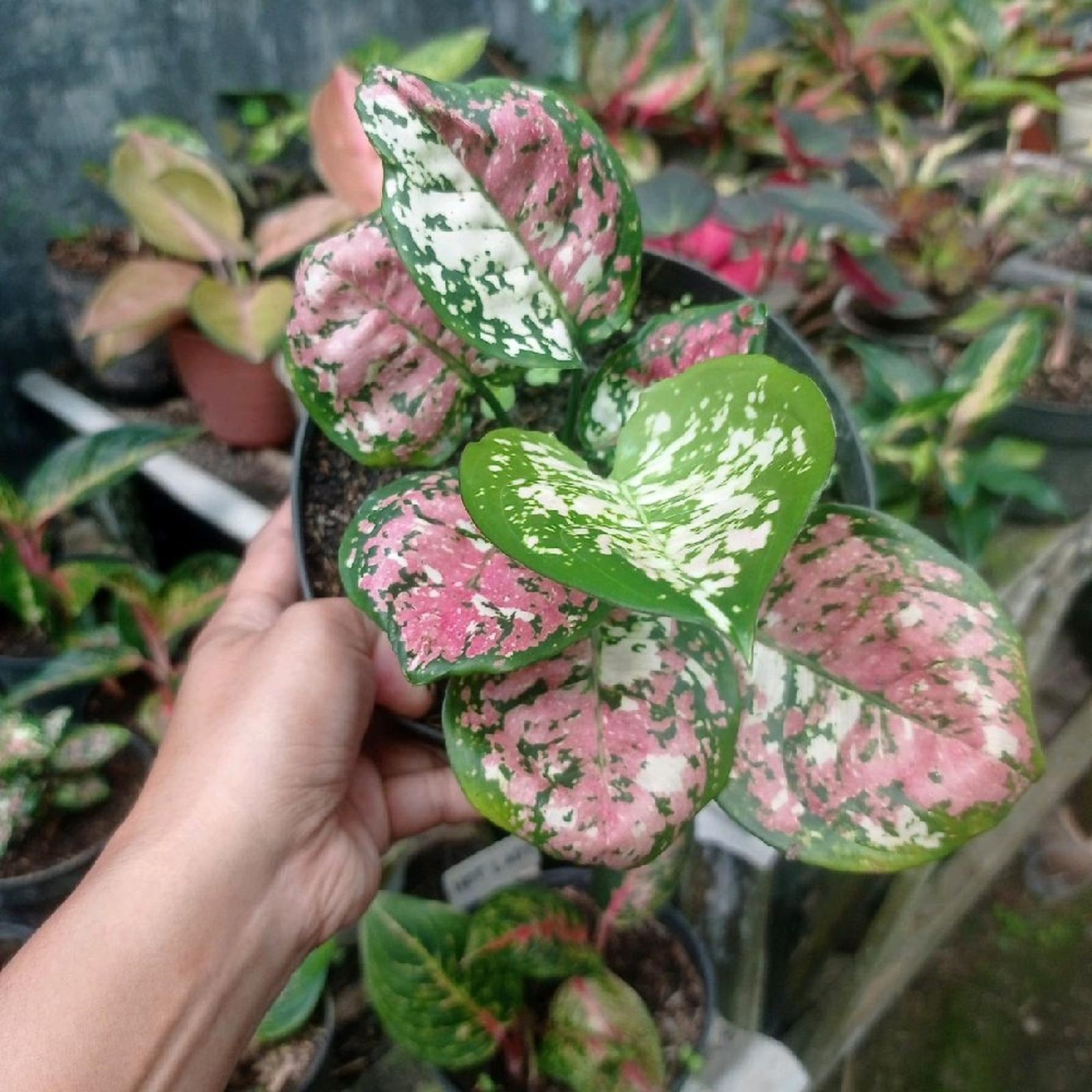 Aglaonema Three Color Houseplant Rare Tricolor Houseplant Exotic Tropical Indoor
