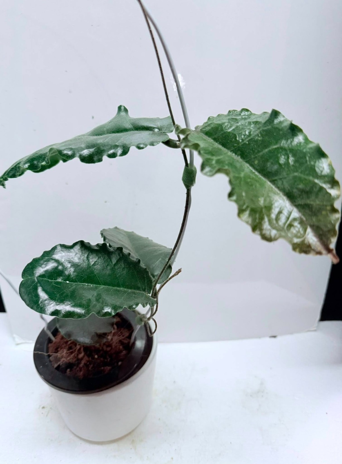 Hoya Versteegii Sp Papua Rare Plant