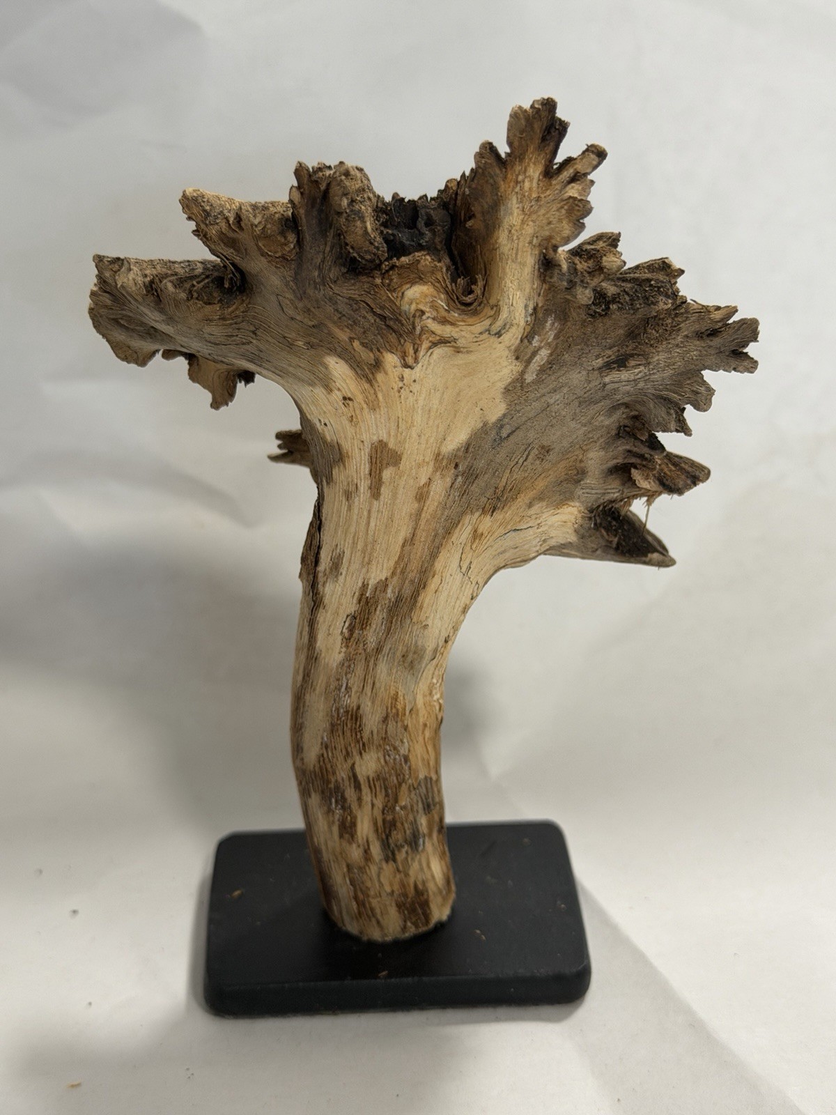 Rare Guatemala Wooden Tree Flower / Tree Ear on Iron Stand.