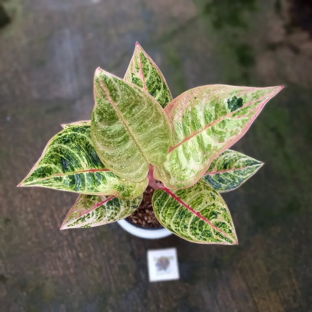 Aglaonema Catherine – Rare Tropical Aroid with Elegant Green-Pink Foliage