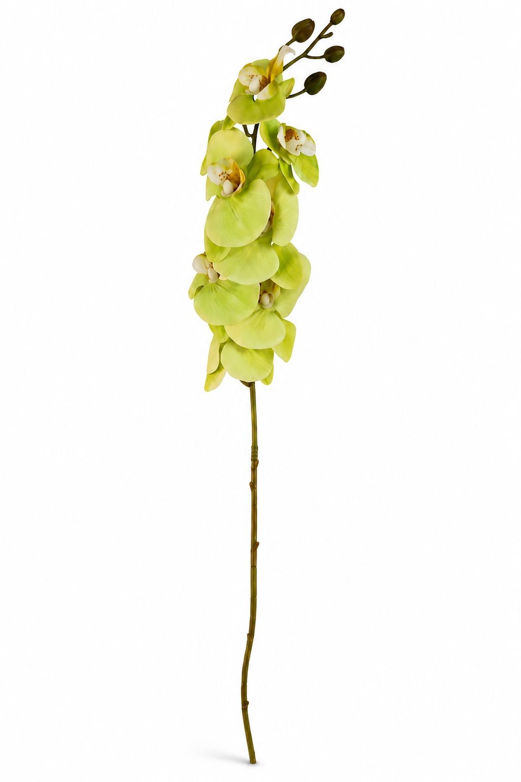 Real Touch Cymbidium Orchid Stem | Green Artificial Orchid | 31 Inch Faux Floral