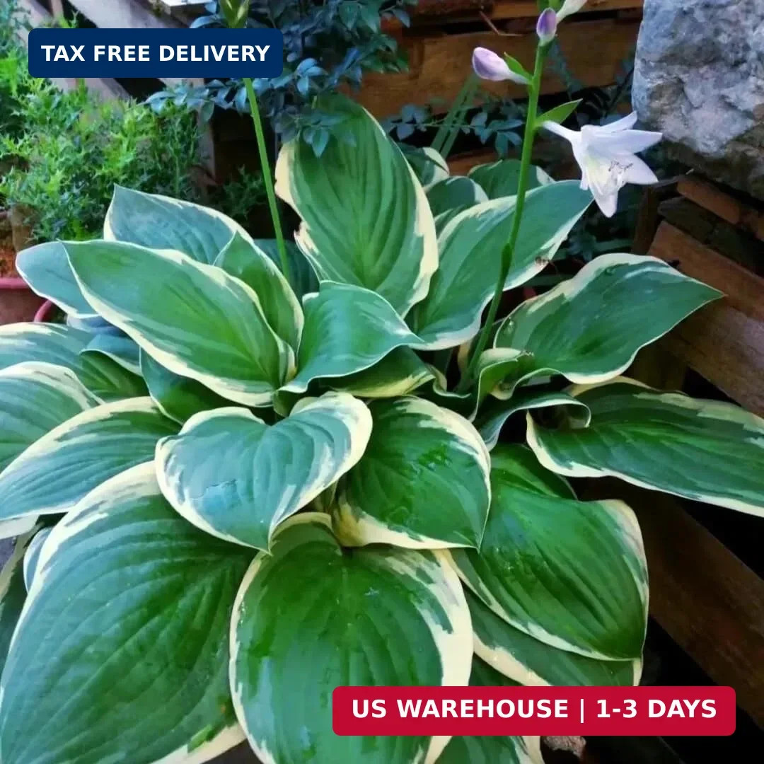 Hosta Seeds for Planting – 200+ Shade Loving Perennial Seeds, Fragrant Blooms, C