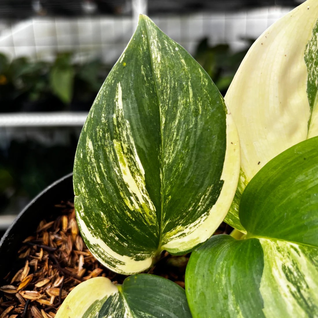 Real Picture Scindapsus Moonlight Yellow Rare Plant