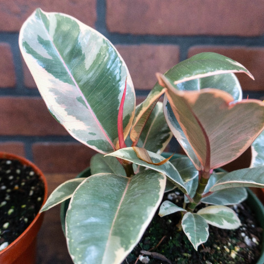 Rubber Plant Ficus elastica 6″ Pot | Burgundy Tree Tropical Live House plant