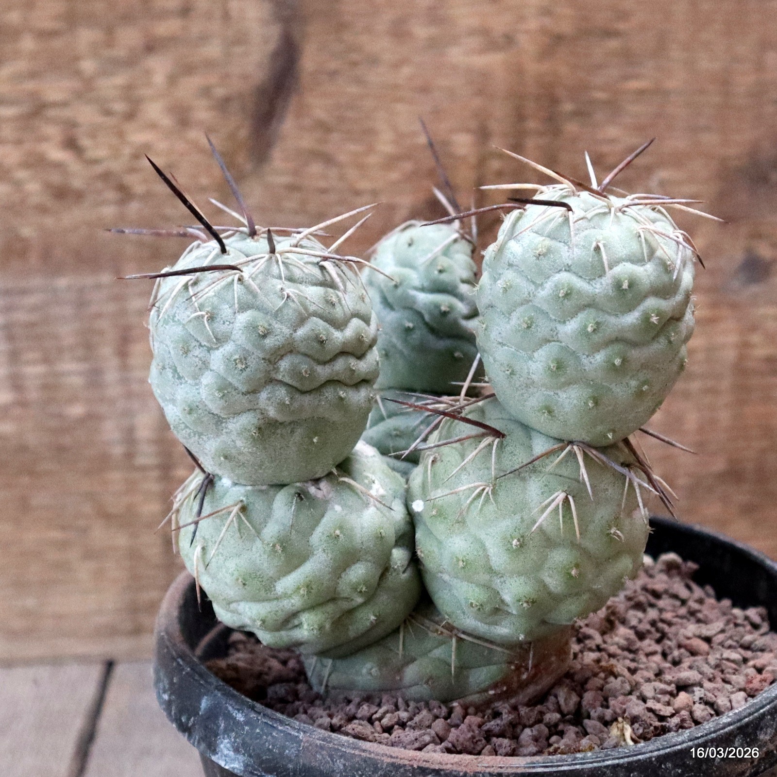D8038 TEPHROCACTUS GEOMETRICUS 7 BALLS pot14-H13-W11 cm MaMa Cactus
