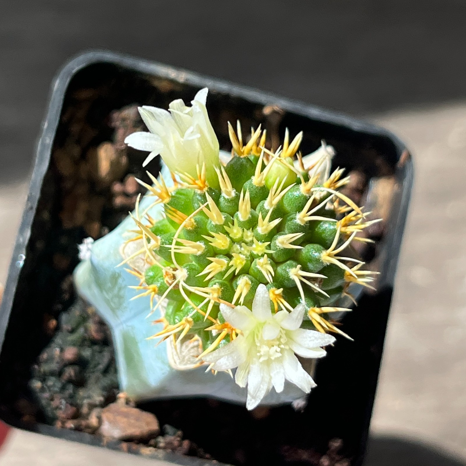A51-243 Mammillaria camptotricha cv. ‘BRU’, grafted